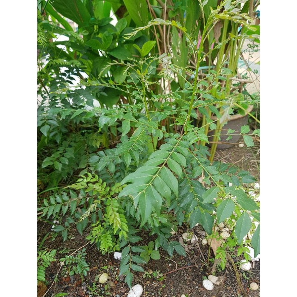 CURRY TREE และ CURRY LEAVES KARAPOLEY LEAVES GULAI LEAVES