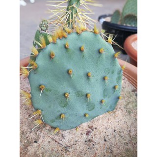 Opuntia Engelmannii ดอกแดง ใบกลม สวยมาก