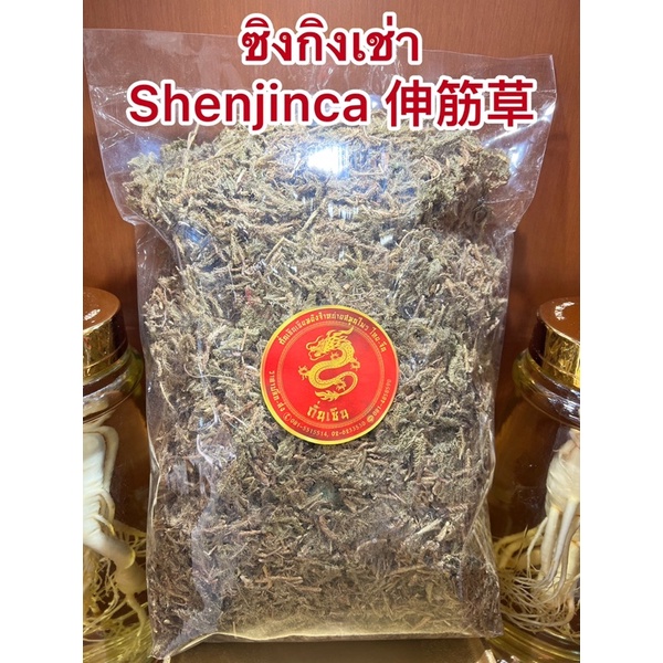 ซิงกิงเช่า Shenjinca 伸筋草สิ่งกิงเช่า ซิ่งกิงเช่า