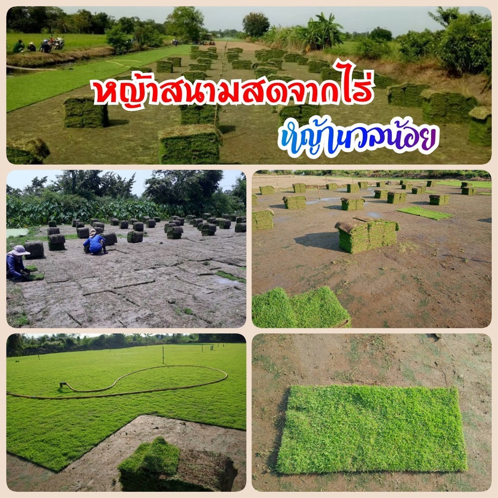 หญ้าสนาม หญ้าจริง หญ้านวลน้อย, หญ้าญี่ปุ่น, หญ้าพาสพาลัม, หญ้ามาเลเซีย ขนาด 50x100ซม.
