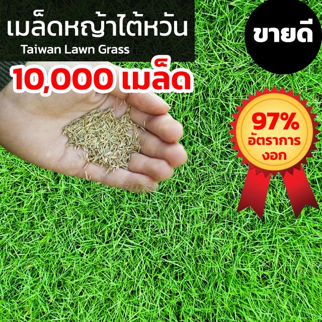 [10,000 เมล็ด] เมล็ดหญ้าไต้หวัน เมล็ดพันธ์หญ้า Taiwan Lawn Grass Seeds เมล็ดหญ้าสนาม เมล็ด หญ้าสนามก