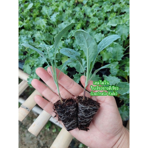 ต้นกล้าเคลไดโนเสาร์(ไดโนเคล)🌱(ราคาต้นละ=15บาท)**พร้อมส่งไม่พรีออเดอร์!!