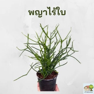 ต้นพญาไร้ใบ ต้นสูง 30-35เซน ต้นแน่นสวยเต็มกระถาง 4 นิ้ว แพ๊คหุ้มลังกระดาษป้องกันต้นไม้กระแทก จัดส่งเร็ว