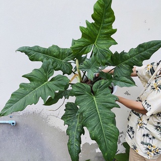 Philodendron Minarum พลูลายเมฆ มีลายด่าง ไม้เนื้อเยื่อ แข็งแรงรากแน่น