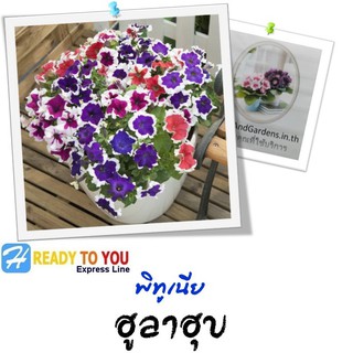 พิทูเนีย (Petunia) ฮูลาฮุบ 25 เมล็ด (จาก Sakata Ornamentals EMEA)