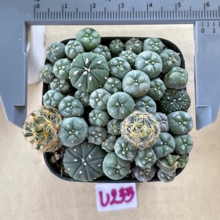 Cactus 🌵pot 2” กระบองเพชร กระถาง2 นิ้ว แอสโตร ยิมโนด่าง โลโฟ กลีบกระทง ขนนกเหลือง บัลเดียนั่ม ขนแมว (เลือกเบอร์ได้เลยค่ะ