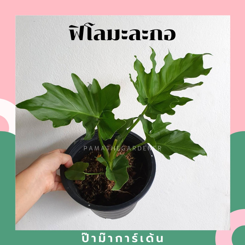 ฟิโลเดรนดรอนมะละกอ (philodrendron selloum) มาพร้อมกระถาง