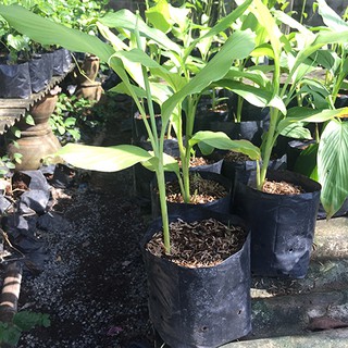 ต้นขมิ้นขาวพร้อมปลูกลงดินสูงประมาณ20-30cm ส่งพร้อมถุงขนาด 6 …