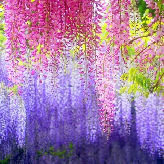 การผสมสี เมล็ดพันธุ์ ดอกวิสทีเรีย สีม่วง (สายพันธุ์เลื้อย) สวยงามดอกไม้ Wisteria 10pcs Wisteria Seeds and Trees Forest