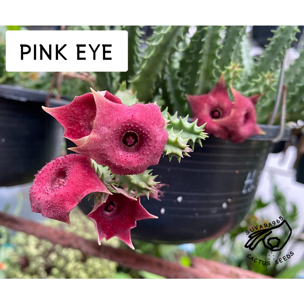 เก๋ง เก๋งจีน pink eye ต้นเก๋งจีน ดอกแดง ไม้อวบน้ำ พืชอวบน้ำ SUCCULENTS แคคตัส orbea กระบองเพชร huernia Duvalia เก๋งจีนด่