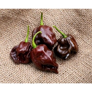 เมล็ดพันธุ์พริก สก็อต บอนเนท ช็อคโกแลต Chocolate Scotch Bonnet Pepper บรรจุ 25 เมล็ด ของแท้ คุณภาพดี นำเข้าจากต่างประเทศ