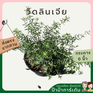 วิดลินเจีย พร้อมกระถาง 6 นิ้ว