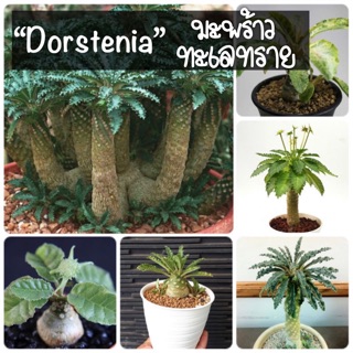 เมล็ดพันธุ์🌴มะพร้าวทะเลทราย (Dorstenia) 30เมล็ด