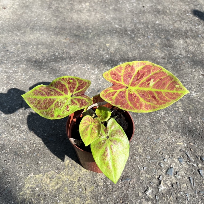 มุมมอง 3