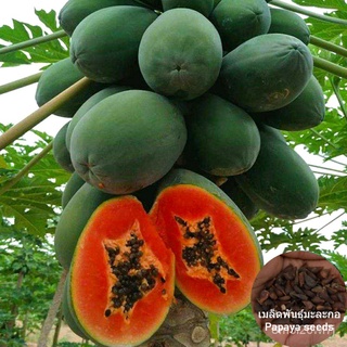 （เมล็ดพันธุ์ ถูก คละ）เมล็ดพันธุ์ มะละกอ Papaya Seeds ต้นพันธุ์ผลไม้ เมล็ดบอนไซ พันธุ์ไม้ผล (แต่ละแพ็คมี 10 เมล็ด - Seeds