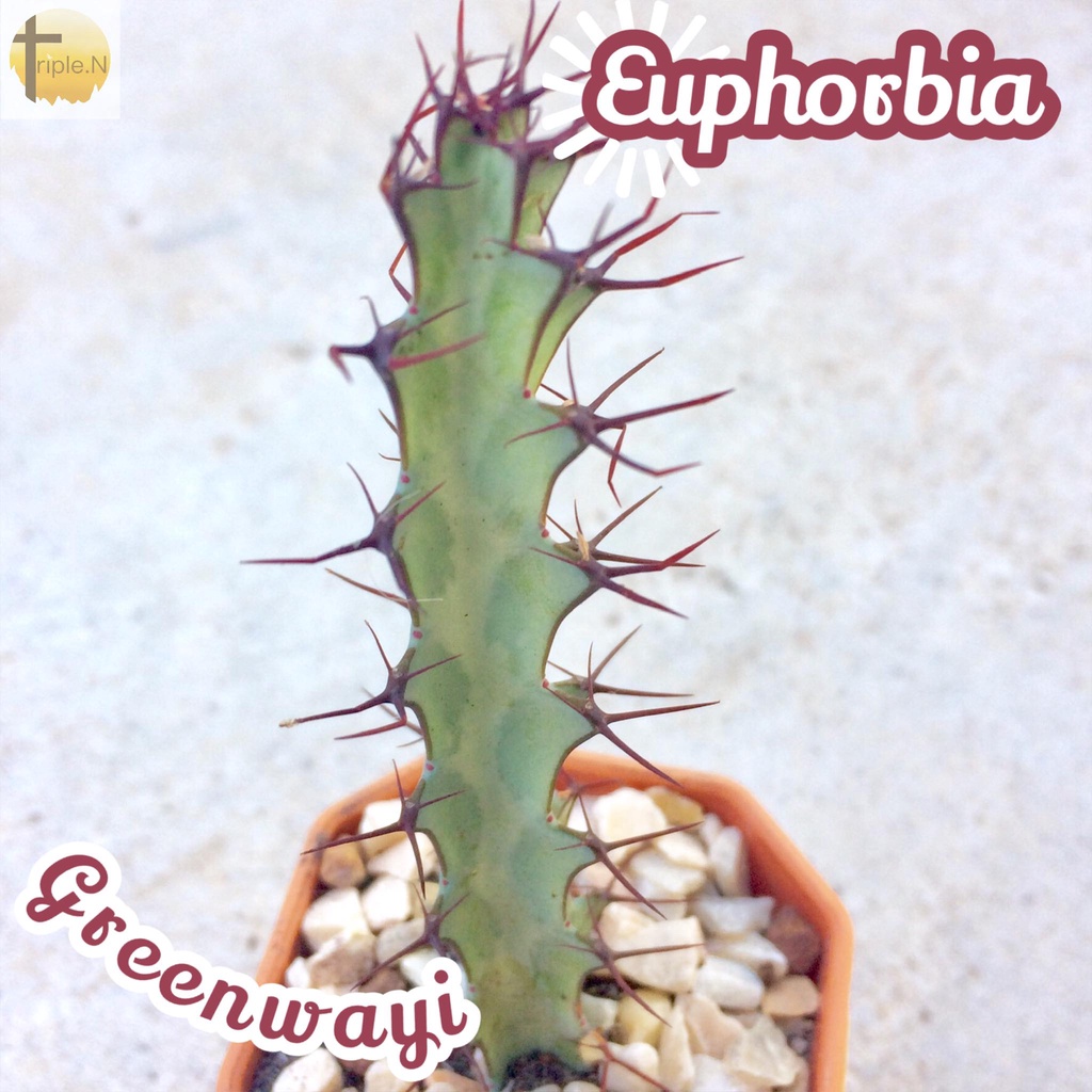 [ยูโฟเบียกรีนเวย์อาย] Euphorbia Greenwayi ส่งพร้อมกระถาง แคคตัส Cactus Succulent พืชอวบน้ำ ไม้โขด อวบน้ำ ทะเลทราย