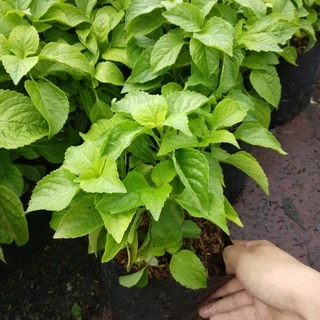 🌱ต้นยี่หร่า🌱ต้นกระเพราควาย🌱(ปลูกด้วยวิธีปลอดสารพิษ)กลิ่นหอมมากๆ ในถุงดำขนาด 6 นิ้วพร้อมปลูก