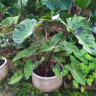 Colocasia Mojito โมจิโต้