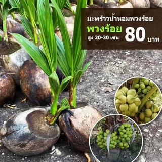 มะพร้าวน้ำหอมพวงร้อย (จำนวน 1 ต้น)