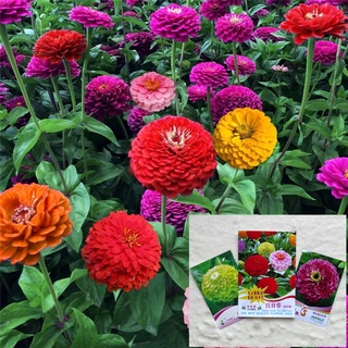 เมล็ดดอกบานชื่น คละสี 50เมล็ด/200เมล็ด  บานชื่นซ้อน Zinnia Flower  เมล็ดพันธุ์นำเข้า