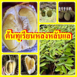 ทุเรียนหลงลับแล เนื้อละเอียด หวานมัน เมล็ดลีบเนื้อเยอะ ต้นพันธุ์เสียบยอดสูง 50-70 ซม.แข็งแรงพร้อมปลูก พันธุ์แท้100%