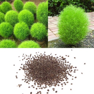 หญ้ากอเชีย Kochia scoparia burning bush 10 เมล็ด นำเข้าอังกฤษ