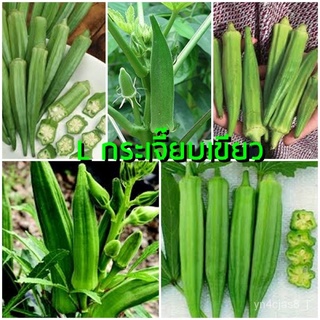 （อัตราการปลูกสูง）เมล็ดพันธุ์ กระเจี๊ยบเขียว เมล็ดกระเจี๊ยบเขียว Okra ประมาณ 50 เมล็ด เมล็ดพันธุ์ผักสวนครัว เมล็ดพันธุ์พื