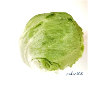 ผักกาดแก้ว สลัดแก้ว Iceberg Lettuce  1 หัว