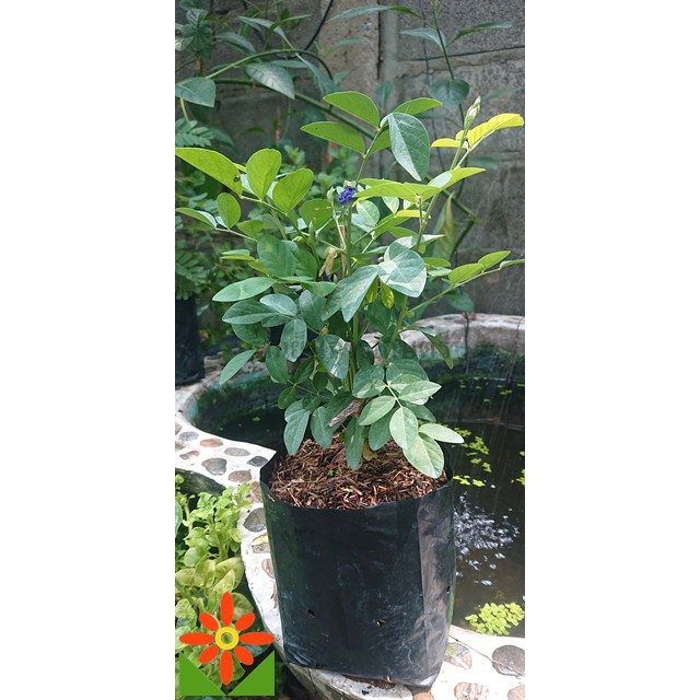 ต้นอัญชัน ดอกสีม่วง อัญชัน ดอกซ้อนใหญ่ พร้อมปลูก เมล็ดสามารถเก็บไปปลูกต่อได้คุ้มค่า