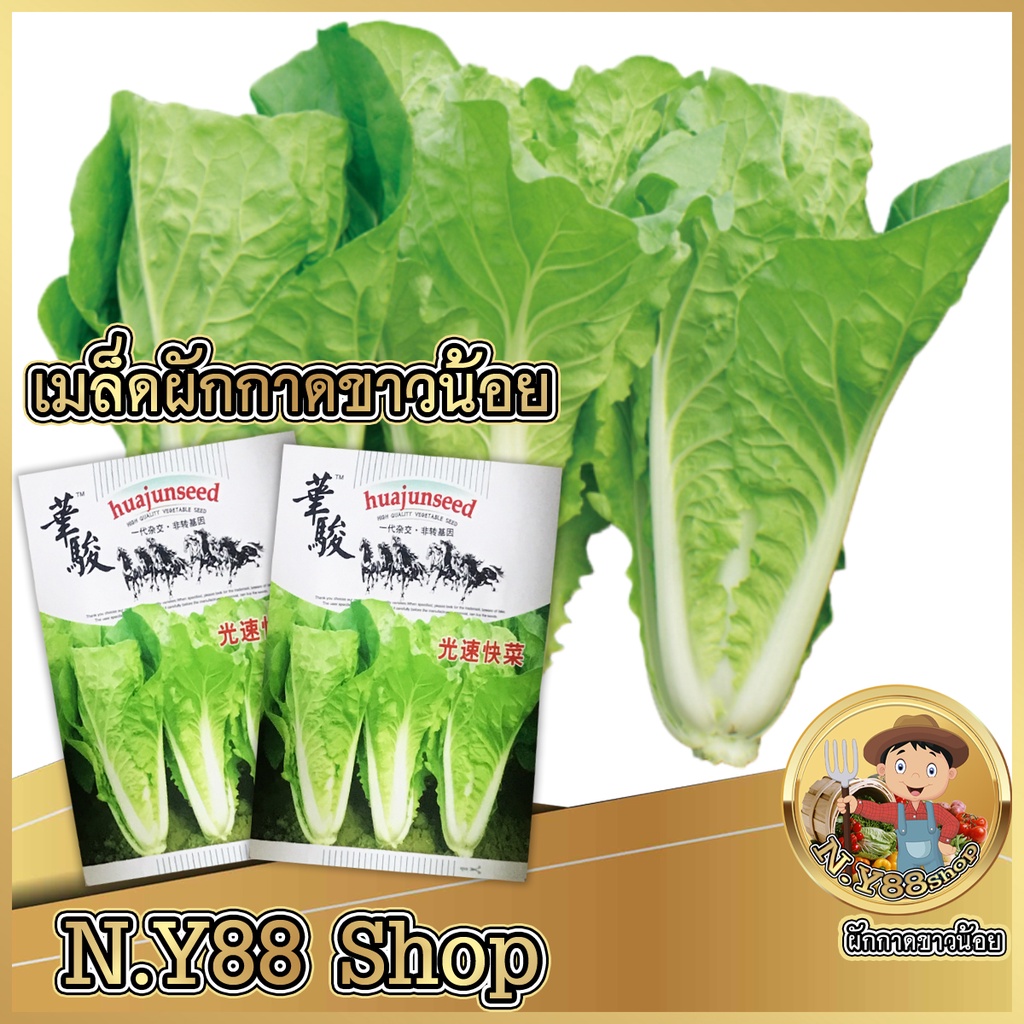 5แถม1เมล็ดผักกาดขาวน้อย เมล็ดพันธุ์แท้ ปลูกง่าย ทรงสวย อายุการเก็บเกี่ยวสั้น รสชาติหวานกรอบ ปลูกได้ทุกฤดู
