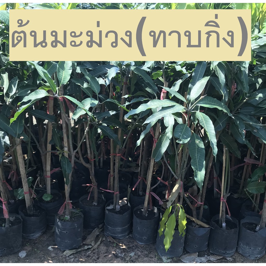ต้นมะม่วง (ทาบกิ่ง) หลากหลายสายพันธุ์ราคาต้นล่ะ 99บาท คละได้ ขายราคาถูก