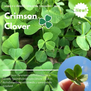 เมล็ด Clover สายพันธุ์ Crimson