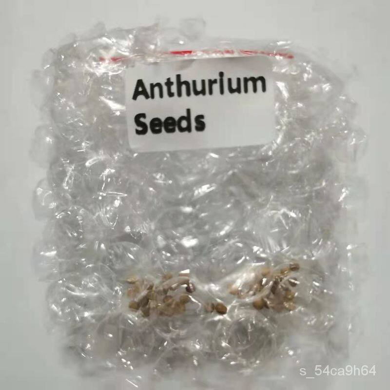 (It's a seed, not a plant!)[COD]20PCS Anthurium Flower Seeds Bonsai Ornamental Flower Plant Seeds #LG020芹菜/儿童/玫瑰/鲜花/通心菜/