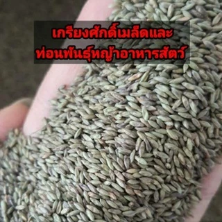 #เมล็ดหญ้ากินนีสีม่วง พร้อมปลูกเดือน มค.ปี 69 เป็นต้นไป#หญ้ากินนีสีม่วง #เกรียงศักดิ์เมล็ดและท่อนพันธุ์หญ้าอาหารสัตว์