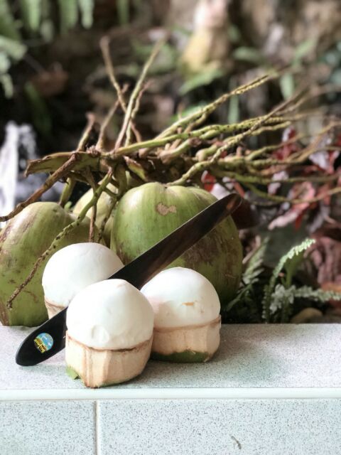 ของแท้ มีดคว้านมะพร้าว​เขาควาย.ขนาด​10-11