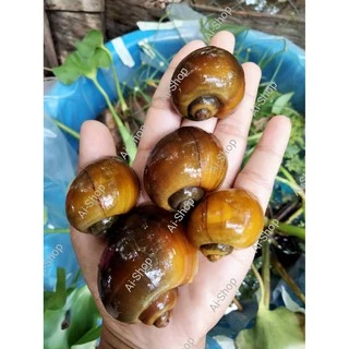 แร่ธาตุหอย สูตร เร่งโต เร่งสี แร่ธาตุหอยเชอร์รีสีทอง หอยปังทอง หอยเนื้อทอง