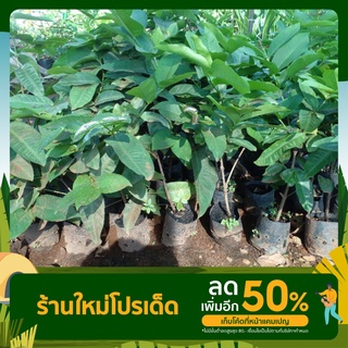 ต้น ชมพู่สตอเบอร์รี่(ต้นพันธุ์ ตอนกิ่ง)สูงประมาณ50-60ซม.