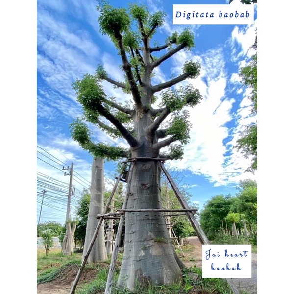 เมล็ดเบาบับดิจิทาทา 40 เมล็ด 99 บาท รูปที่ 5