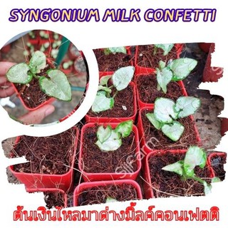 1 กระถาง ต้นเงินไหลมาไซโกเนียมมิ้วคอนเฟตติ Syngonium milk confetti ขนาดกระถาง 2.5นิ้ว จัดส่งแบบยกกระถาง คละต้นส่ง