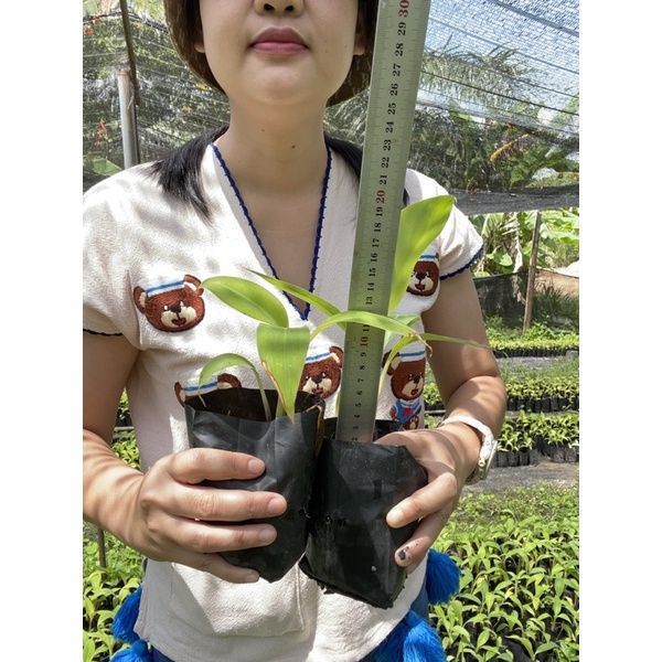 ต้นกล้วยเนื้อเยื่อ,ปากช่อง50,กล้วยหอมทองท่ายาง,กล้วยหอมทองไต้หวัน,กล้วยไข่เกษตรศาสตร์2,ขนาดต้นเล็กรา