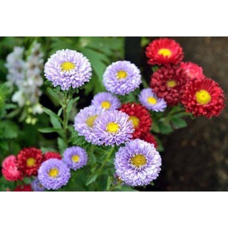 เมล็ดดอกแอสเตอร์คละสีปลูกง่ายสีสวย