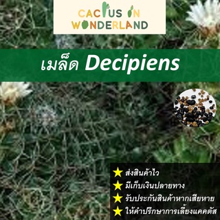 เมล็ด Decipiens เมล็ดแคคตัส เมล็ดกระบองเพชร