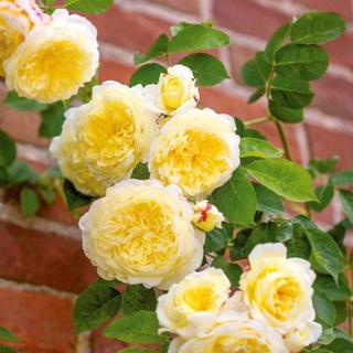 30 เมล็ด กุหลาบเลื้อยสีเหลือง - Yellow Climbing rose