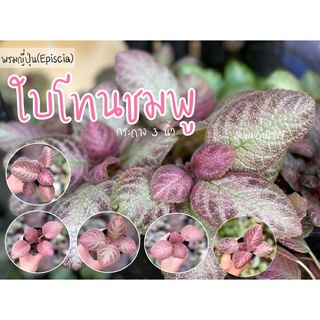 พรมญี่ปุ่น โทนใบชมพุ กระถาง 3 นิ้ว