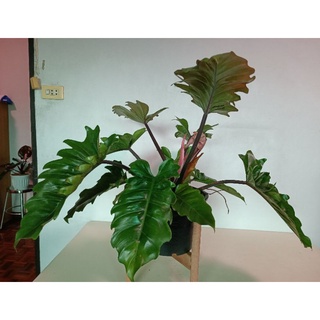 พิณนาคคาลาเมลฟิโลเดนดรอนพิณนาคPhilodendron sp.ฟอร์มสวย กระถาง10นิ้วต้นใหญ่11ใบ1หลอดพร้อมส่งตรงปก🎀