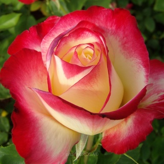 30 เมล็ด กุหลาบ White Pink Rose Rose Seeds ดอกใหญ่ นำเข้าพร้อมคู่มือ