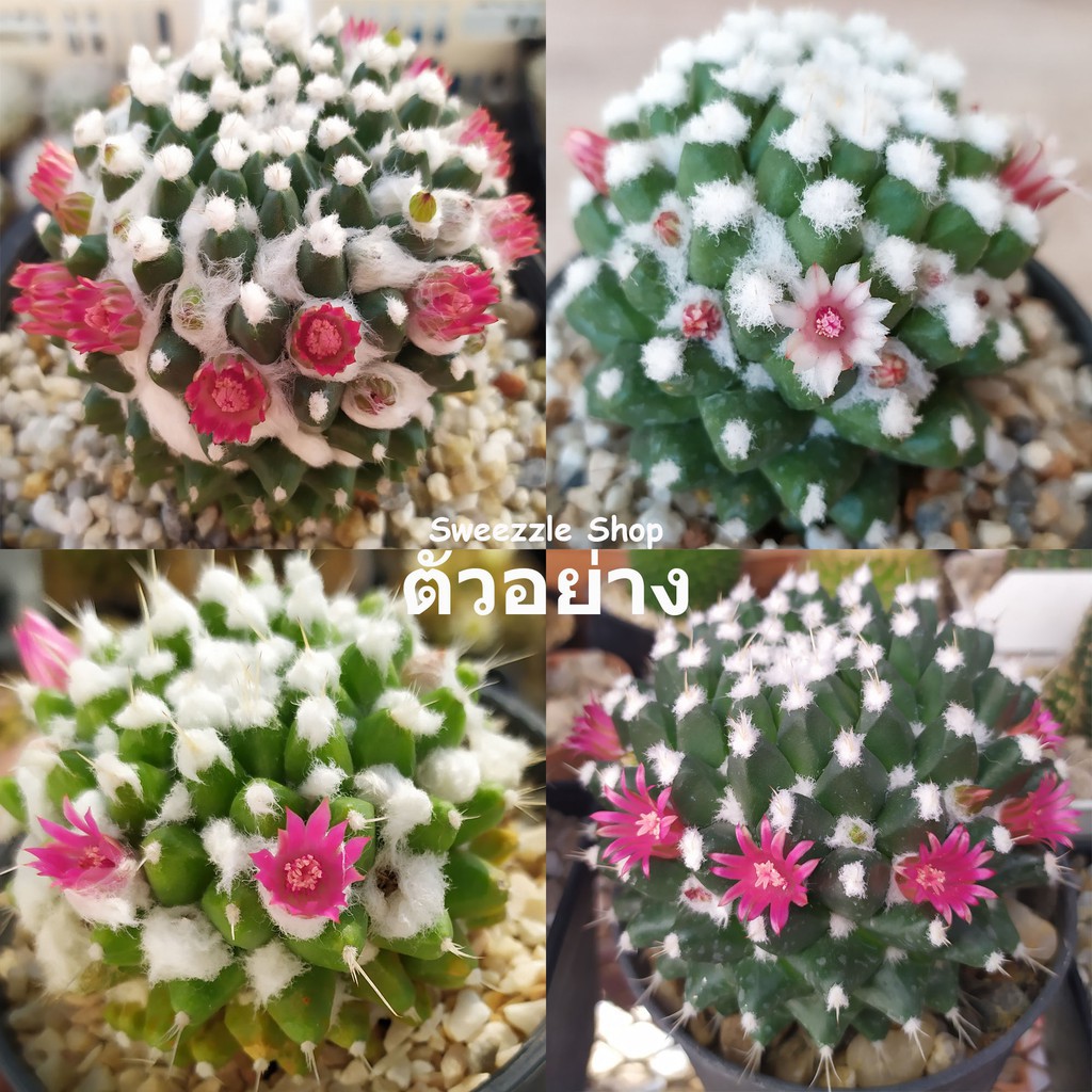 กระบองเพชร (Cactus) แมมปุยหิมะ “อิรุซามุ” (Mammillaria bucareliensis “Erusamu”) ลุ้นสีดอก จัดส่งแบบถอดกระถาง ไม้ชำหน่อ