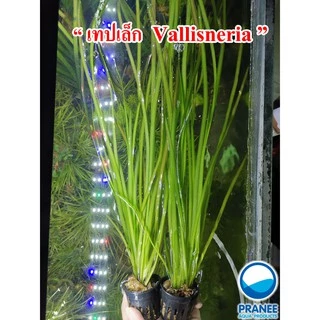 เทปเล็ก Vallisneria ต้นไม้น้ำพร้อมปลูก ต้นไม้ตกเเต่งตุ้ปลา