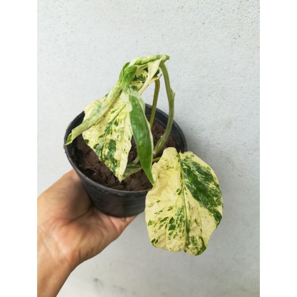 Amydrium medium variegated ฟิโลมือเสือด่าง