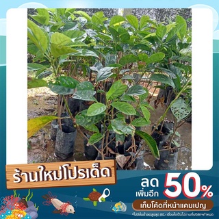 มะไฟหวานพันธุ์เหรียญทอง(ความสูง60-70cm.)